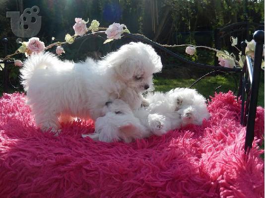 Lovely Maltes Pups Πλήρως δοκιμασμένο για την υγεία